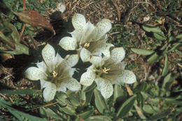 Слика од Gentiana newberryi A. Gray