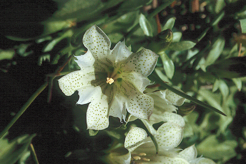 Слика од Gentiana newberryi A. Gray