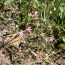 Image of fineflower gilia