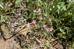 Image of fineflower gilia