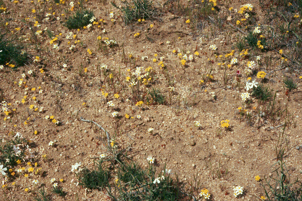 Image of Small-Flower Starlet