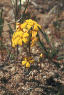 Image of Small-Flower Starlet