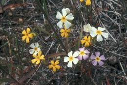 Image of Small-Flower Starlet