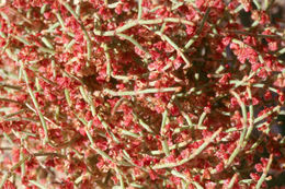 Imagem de Eriogonum nidularium Coville