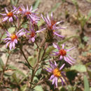 Image of thickstem aster