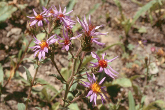 Слика од Eurybia integrifolia (Nutt.) G. L. Nesom