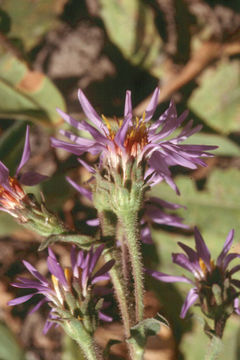 Eurybia integrifolia (Nutt.) G. L. Nesom resmi