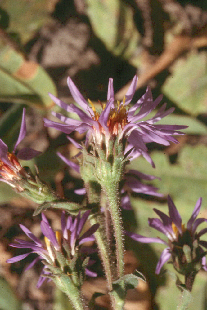 Image of thickstem aster