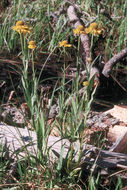 Image of Bigelow's sneezeweed