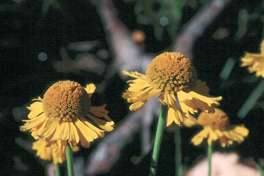 Image of Bigelow's sneezeweed