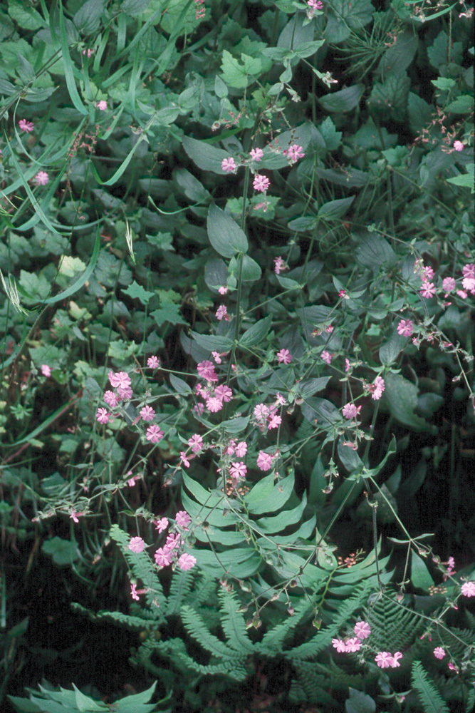 Image of red catchfly