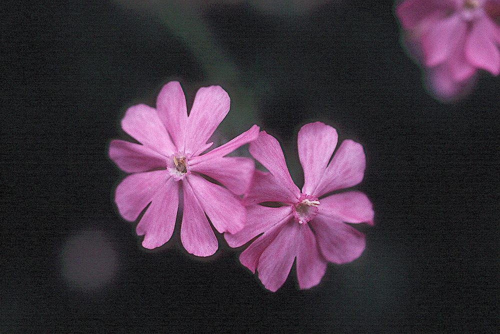 Image of red catchfly