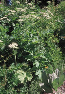 Image of common cowparsnip