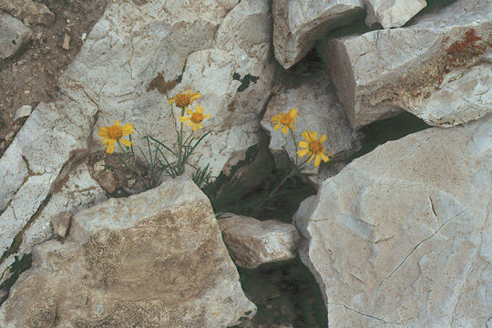 Image of Nevada goldeneye