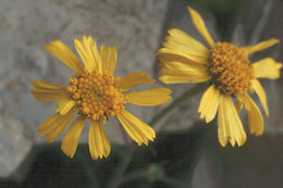 Image de Heliomeris multiflora var. nevadensis (A. Nels.) Yates
