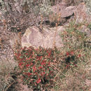 Image de Heuchera parvifolia var. utahensis (Rydb.) Garrett