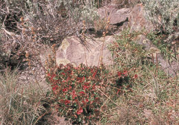 Image of Utah alumroot