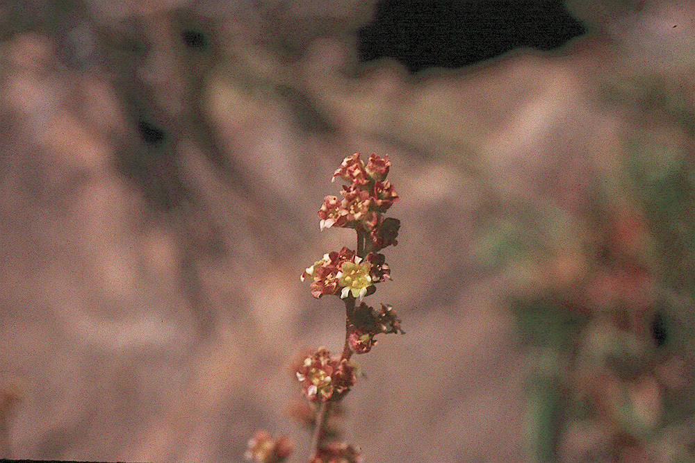 Image of Utah alumroot