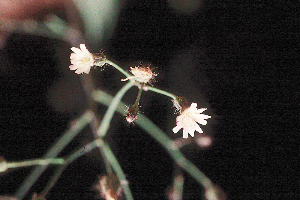 Image of white hawkweed