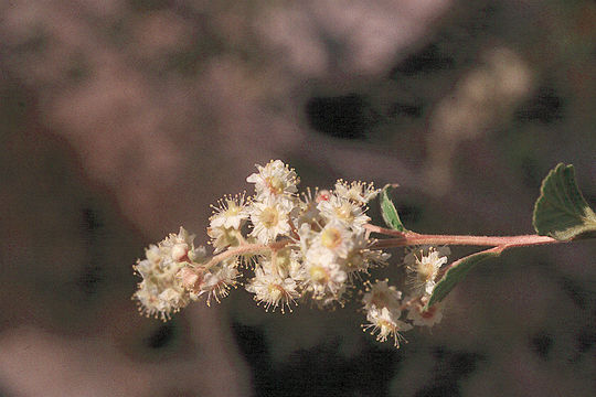 Image of oceanspray