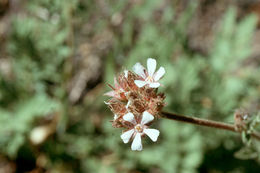 Image of pinewoods horkelia