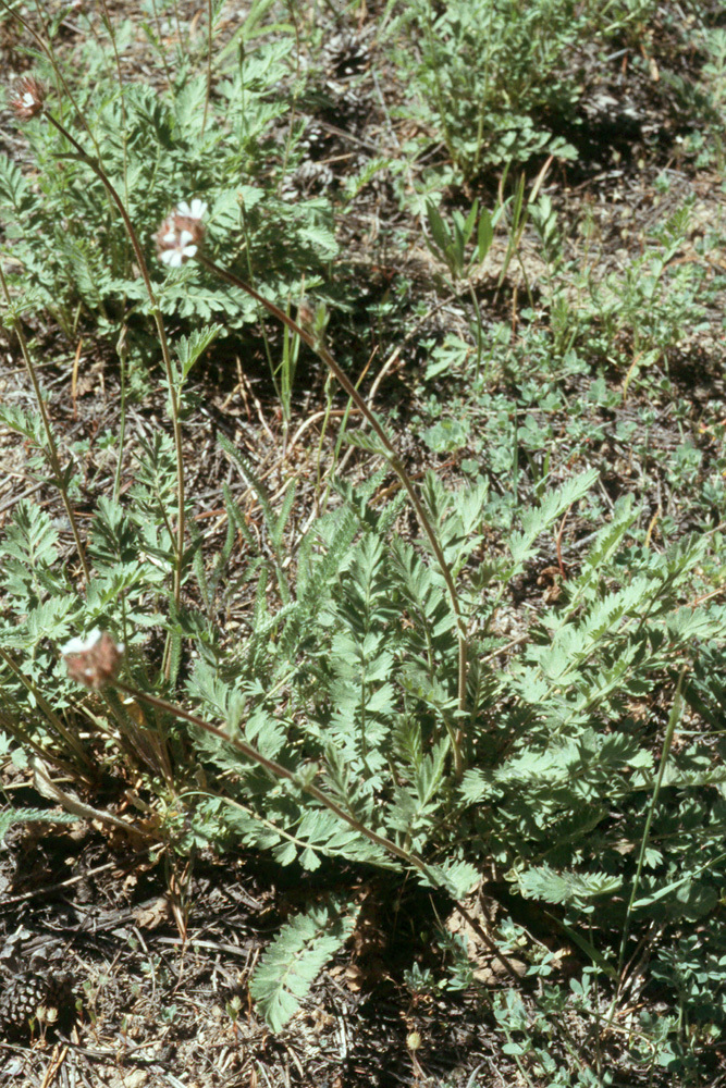 Image of pinewoods horkelia