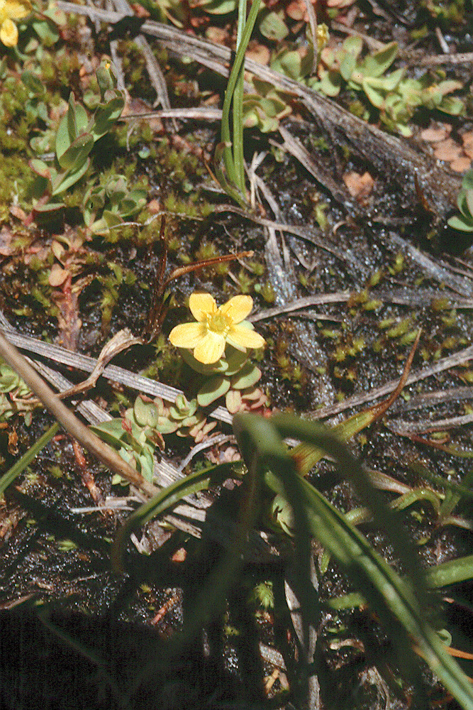 Image de Hypericum anagalloides Cham. & Schltdl.