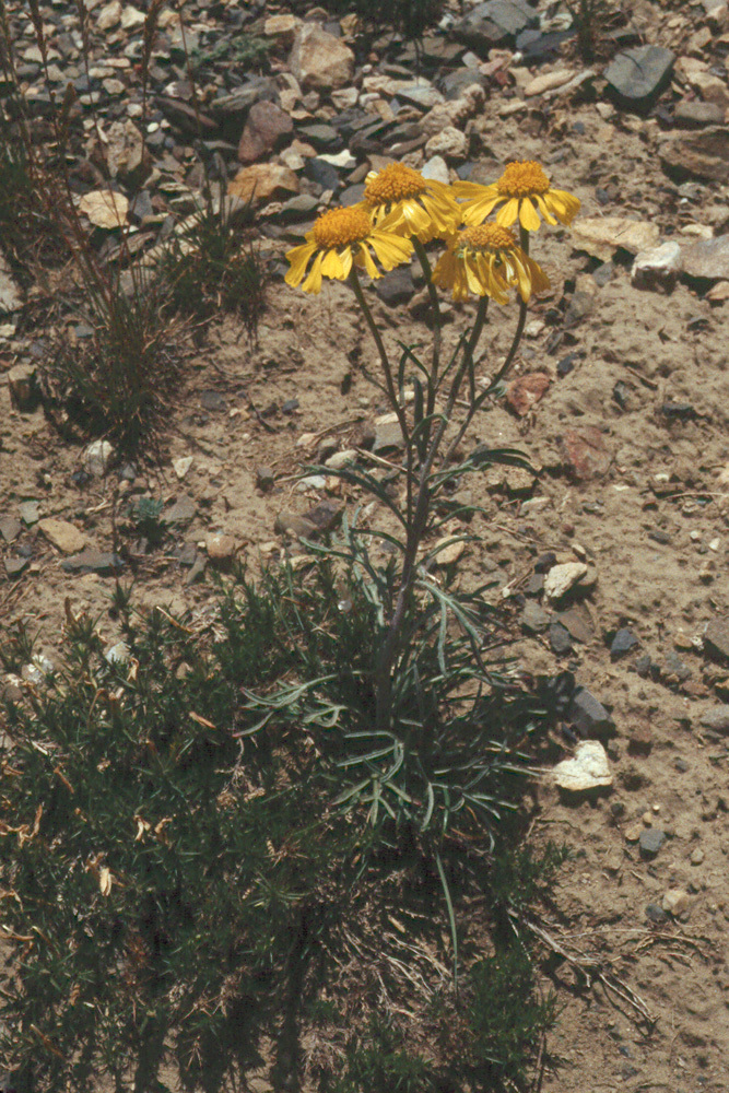 Imagem de Hymenoxys cooperi (A. Gray) Cockerell