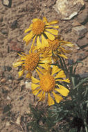 Image of Cooper's rubberweed
