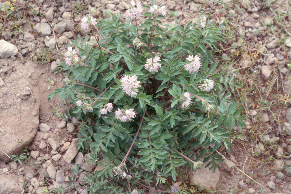 Imagem de Hydrophyllum occidentale (S. Wats.) A. Gray