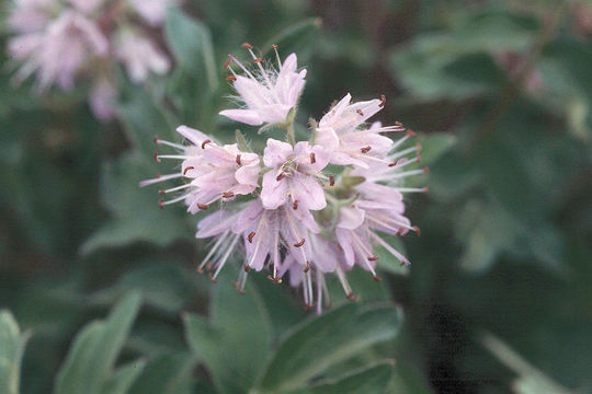 Image of western waterleaf