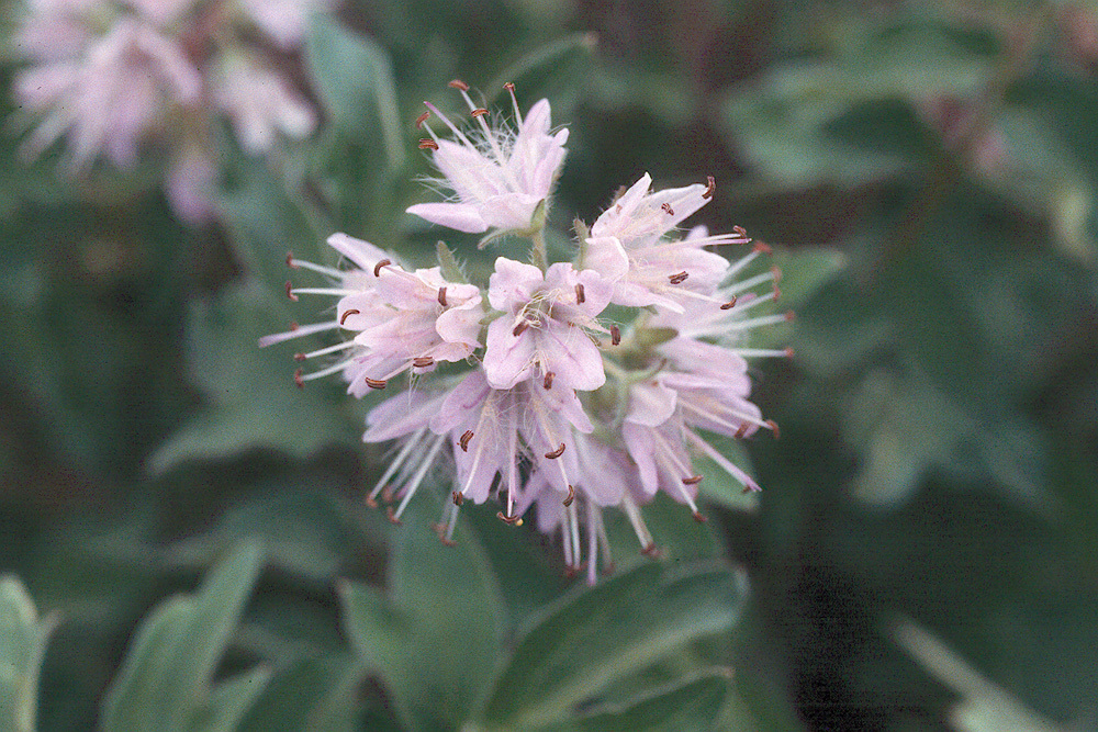 Imagem de Hydrophyllum occidentale (S. Wats.) A. Gray