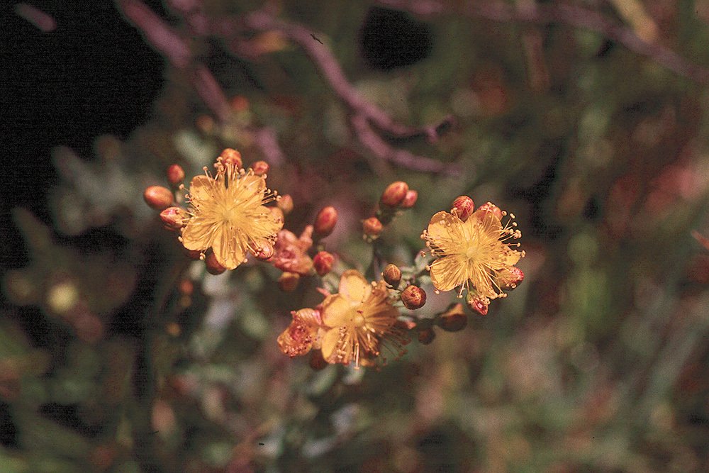 Image of Scouler's St. John's-Wort