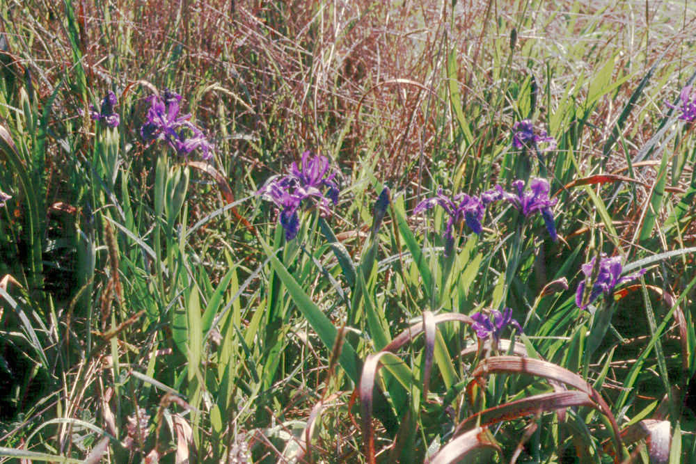 Image of Douglas iris