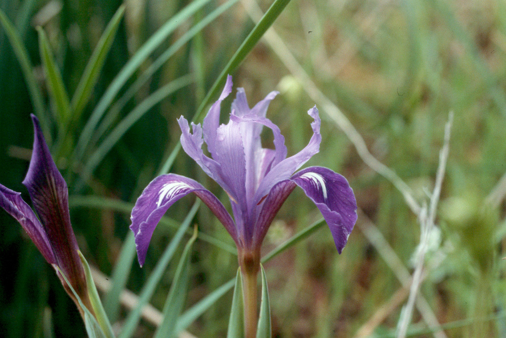 صورة Iris douglasiana Herb.