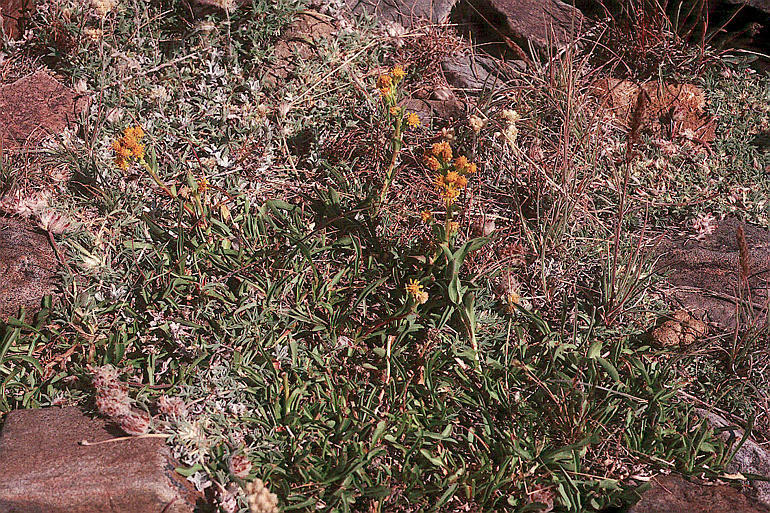 Image of Rocky Mountain goldenrod