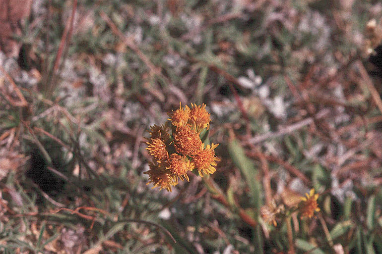 Image of Rocky Mountain goldenrod