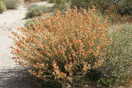 Image of desert globemallow