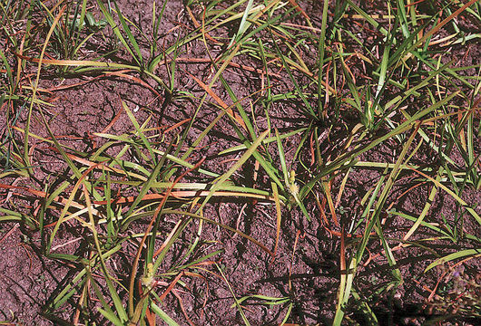 Image of Floating Bur-reed