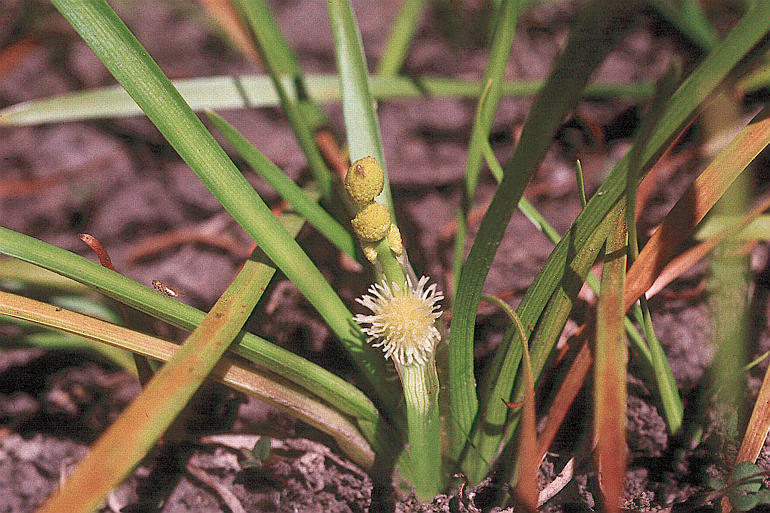 Imagem de Sparganium angustifolium Michx.