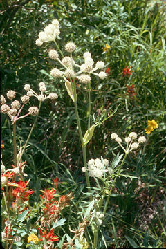 Image de <i>Sphenosciadium capitellatum</i>