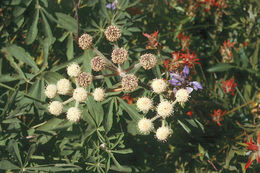 Image de <i>Sphenosciadium capitellatum</i>