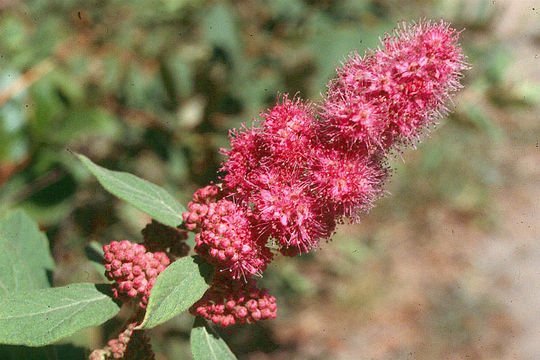 Imagem de Spiraea douglasii Hook.