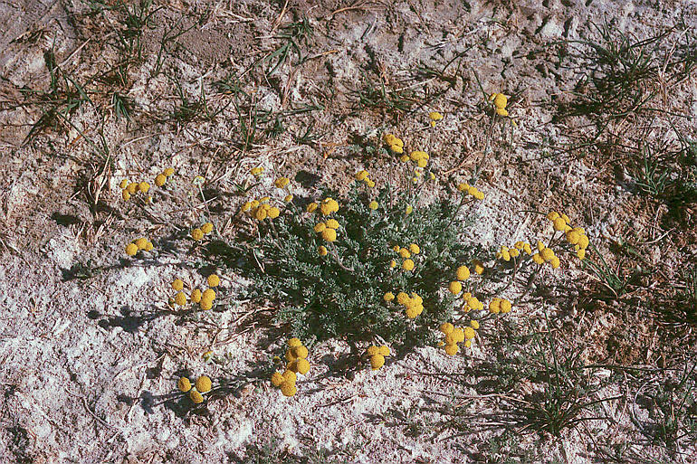 Image of <i>Sphaeromeria potentilloides</i>