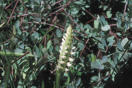 Image of hooded lady's tresses