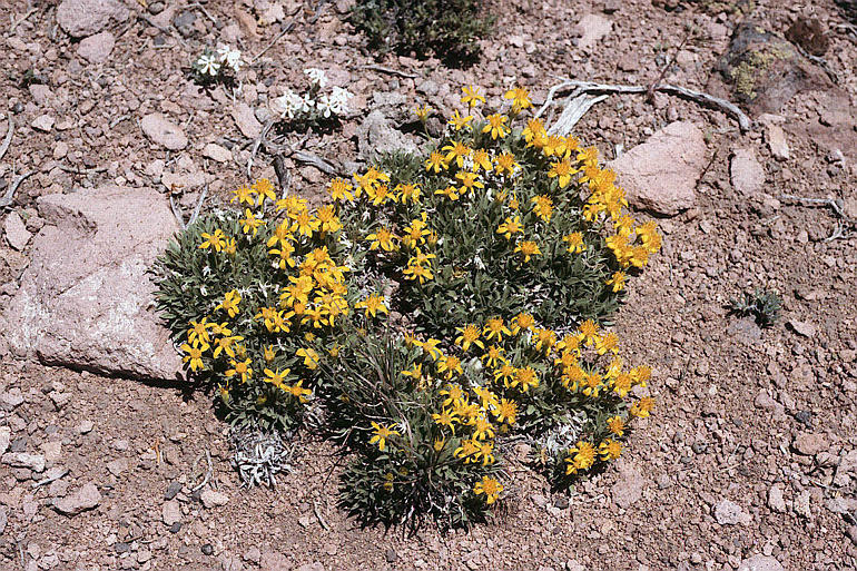 Image of stemless mock goldenweed