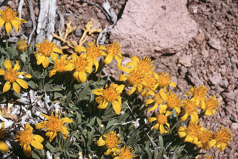 Image of stemless mock goldenweed