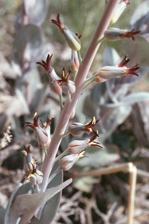 Слика од Streptanthus cordatus Nutt.