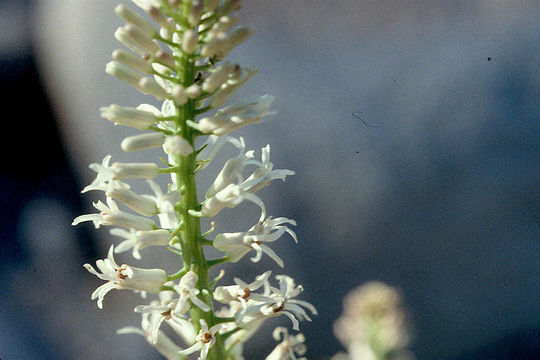 Image of cutleaf thelypody