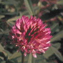 Sivun Trifolium beckwithii S. Watson kuva